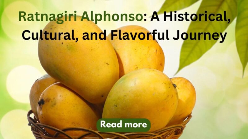 Ratnagiri Alphonso Mangoes - Premium Export Quality Harvest Product
