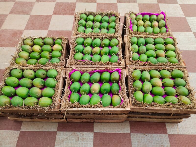 Ratnagiri Alphonso Mangoes - Premium Export Quality Harvest Product