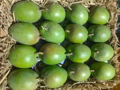 Ratnagiri Alphonso Mangoes - Premium Export Quality Harvest Product